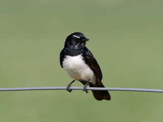 Willie Wagtail (Rhipidura leucophrys) perched on a wire fence with green bokeh background