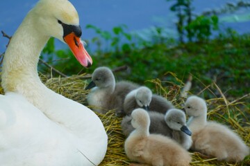 New born baby swans with a mother in the nest by the lake family background