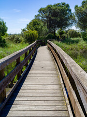 Fototapeta premium Close up of a wooden bridge crossing the vegetation of a lagoon landscape