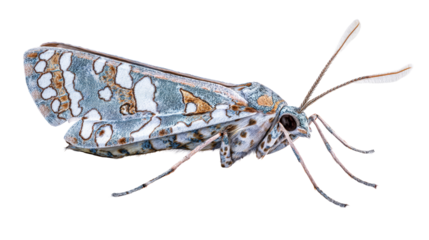 Colorful moth resting on a leaf during daylight hours