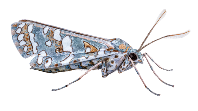 Colorful moth resting on a leaf during daylight hours
