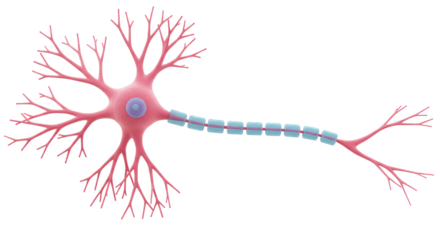 Isolated Neuron Cell
