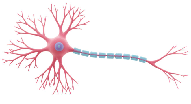Isolated Neuron Cell