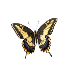 Fototapeta premium Eastern Tiger Swallowtail Butterfly on Transparent Background