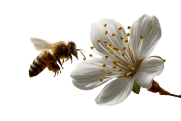 Bee approaching blossom during springtime pollination activity