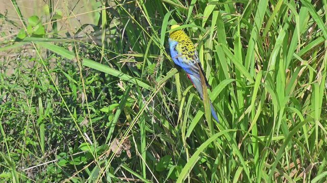Pale headed rosella, Platycercus adscitus, native Australian parrot bird, eating grass seed on roadside, Queensland wildlife