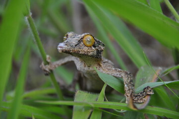 Close-up of leaf-tail gecko, nocturnal insectivorous lizard of Madagascar