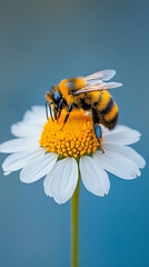 Obraz premium Bee pollinating daisy with nature closeup.
