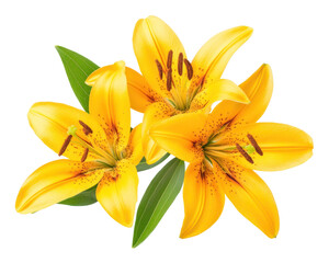 Obraz premium PNG Yellow lily flowers with green leaves lilies yellow floral.