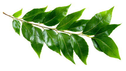 Fresh curry leaves with vibrant green color on a clear background