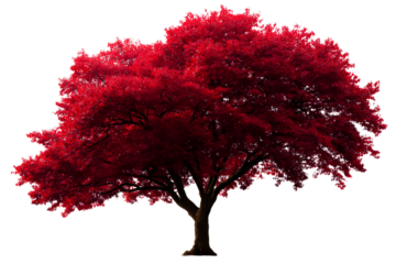 Majestic red tree with vibrant foliage on a transparent background