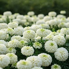 white chrysanthemum flower