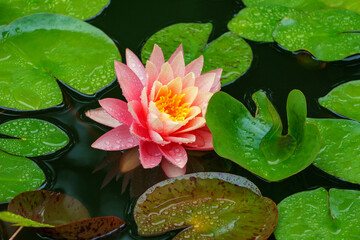 Beautiful bright pink-orange water lily or lotus flower Perry's Orange Sunset. Close-up of Nymphaea with water drops. Flower landscape for nature wallpaper
