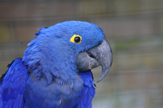 The Hyacinth Macaw (Anodorhynchus hyacinthinus) is a parrot endemic to South America and belongs to the genus Anodorhynchus. Walsrode Bird Park, Germany.