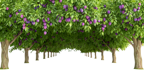 Rows of lush fruit trees with abundant purple plums create a vibrant orchard scene under a leafy canopy, isolated on transparent background.