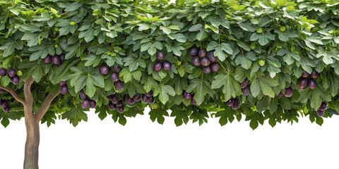 Fototapeta premium A lush fig tree with dense green leaves and clusters of ripe purple figs, isolated on transparent background.
