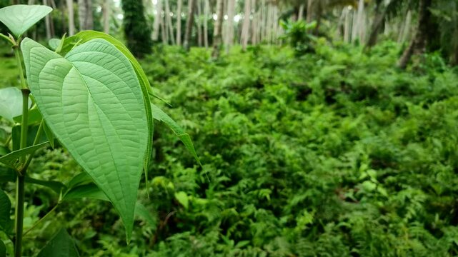 Piper aduncum plant. A fresh green leafed forest betel plant