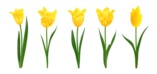 Yellow isolated realistic tulip flowers. Set of spring bright fresh isolated tulips. Perfect for bouquets, floral arrangements, holiday designs, greeting cards 8 march, mothers day invitations, poster
