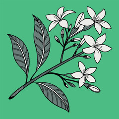 vector illustration of an abstract Elegant Jasmine Blossom on a Green Background