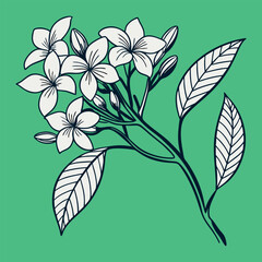 vector illustration of an abstract floral Elegant Jasmine Blossom on a Green Background