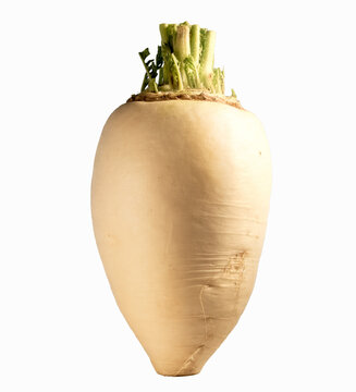 Whole Daikon Radish Isolated on Transparent Background