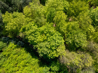 Naklejka premium Halle, Vlaams Brabant, Belgium, 27th of April, 2025, This stunning aerial view showcases a dense green forest filled with vibrant foliage and incredibly diverse trees