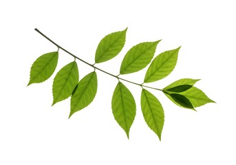 Obraz premium Branch with green leaves isolated against white background