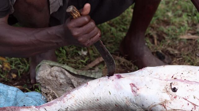 Close up of a fisherman cutting up a large fish that he caught in Chamo Lake, Ethiopia.