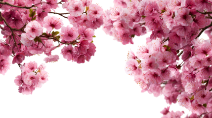 Cherry blossoms bloom in spring with vibrant pink petals