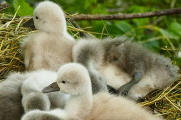Cute fluffy newborn baby swans happy together in the nest birds family background 