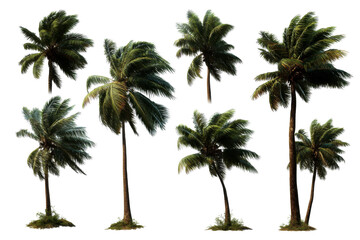 Seven tropical palm trees with green fronds on clear bg