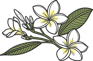 Shiuli Flower Colored Design Illustration. Shiuli Bloom Digital Art Design. Shiuli Flower Clipart Drawing Style