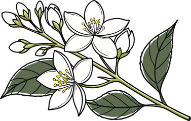 Shiuli Flower Colored Design Illustration. Shiuli Bloom Digital Art Design. Shiuli Flower Clipart Drawing Style