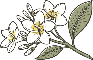 Shiuli Flower Colored Design Illustration. Shiuli Bloom Digital Art Design. Shiuli Flower Clipart Drawing Style
