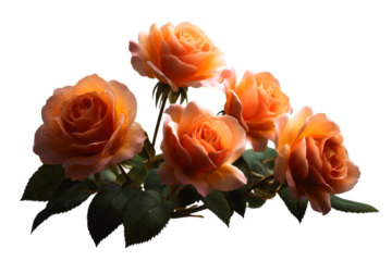 Bright orange roses with green leaves on clear backdrop