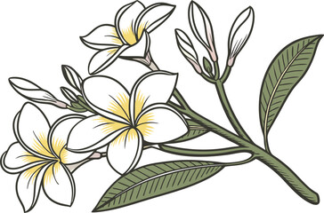 Shiuli Flower Colored Design Illustration. Shiuli Bloom Digital Art Design. Shiuli Flower Clipart Drawing Style