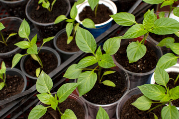Plant seedlings of a chilli pepper	