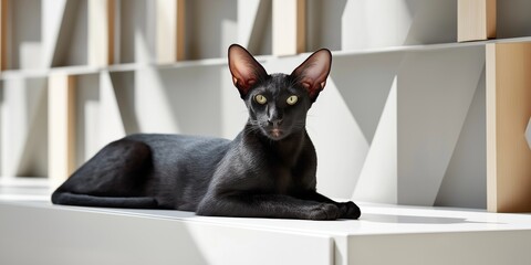 A striking Oriental Shorthair with an ebony coat and angular features rests on a sleek white shelf, its intense emerald eyes glowing in dramatic lighting