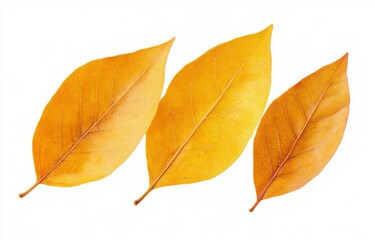 Obraz premium Three Golden Autumn Leaves On White Background