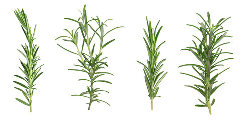 Naklejka premium Fresh aromatic rosemary isolated on white, collage
