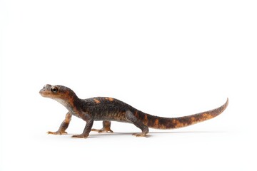 Fototapeta premium A small salamander with dark gray and orange markings crawls on a white background.