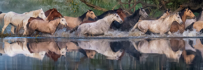 Moolmans Hoek Horses