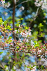 Under the soft pink canopy of Japan&rsquo;s cherry blossoms, spring whispers its arrival&mdash;brief, beautiful, and unforgettable