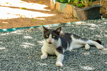 gato deitado no chão