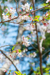 Under the soft pink canopy of Japan’s cherry blossoms, spring whispers its arrival—brief, beautiful, and unforgettable