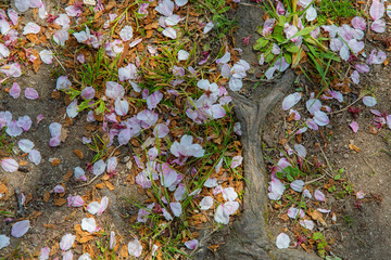 Under the soft pink canopy of Japan&rsquo;s cherry blossoms, spring whispers its arrival&mdash;brief, beautiful, and unforgettable