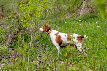 Brittany Spaniel hunting dog pointing birds in a training session