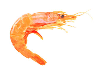 Fresh shrimps isolated