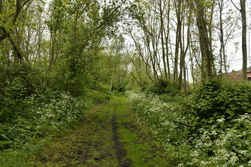 Chemin sous la végétation luxuriante à l'emplacement de l'ancienne ligne de chemin de fer à Ghislenghien (Ath)