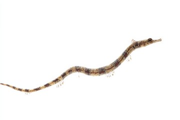 Fototapeta premium Close-up of a slender, patterned pipefish swimming against a white background.